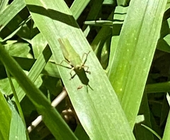 Acrididae