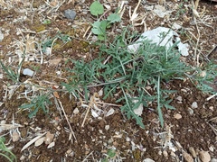 Diplotaxis tenuifolia