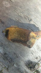 Suillus tomentosus