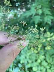 Ligusticum canadense