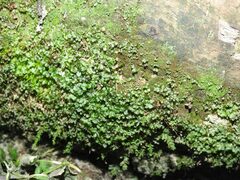 Mniaceae