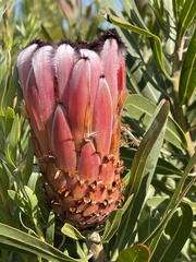 Protea neriifolia