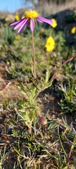 Senecio arenarius