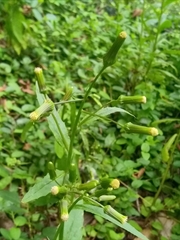 Erechtites hieraciifolius