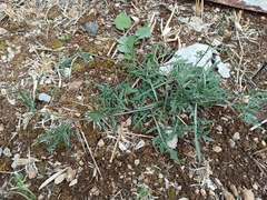 Diplotaxis tenuifolia