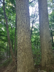 Quercus muehlenbergii