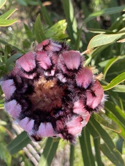 Protea neriifolia