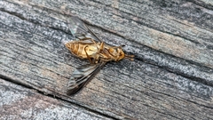 Chrysops