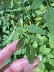 Ligusticum canadense