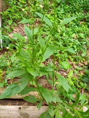 Erechtites hieraciifolius