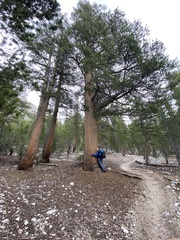 Pinus contorta
