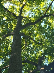 Quercus muehlenbergii