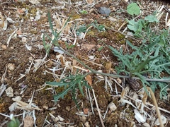 Diplotaxis tenuifolia