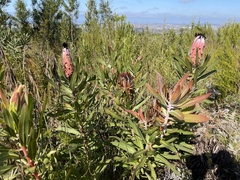Protea neriifolia