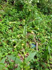 Erechtites hieraciifolius