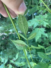 Ligusticum canadense