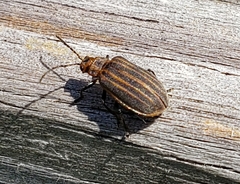 Neolochmaea dilatipennis