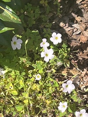 Oxalis incarnata