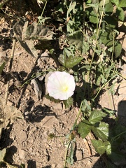 Calystegia macrostegia