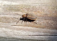 Neolochmaea dilatipennis