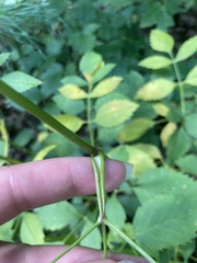 Ligusticum canadense