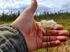 Eriophorum virginicum