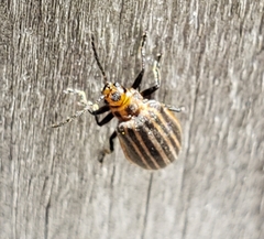 Neolochmaea dilatipennis