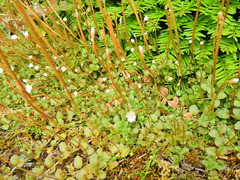 Epilobium brunnescens