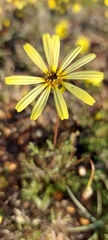 Ursinia anthemoides