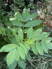 Sambucus racemosa