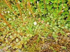 Epilobium brunnescens