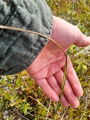 Eriophorum virginicum