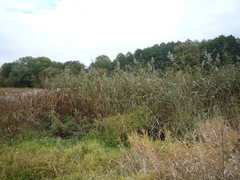 Phragmites australis altissimus