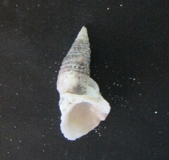 Cerithium atratum