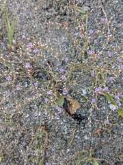 Limonium carolinianum