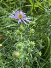 Symphyotrichum subspicatum