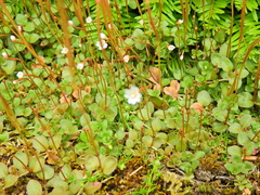 Epilobium brunnescens