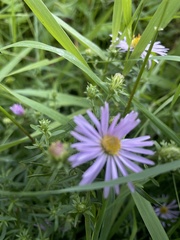 Symphyotrichum subspicatum