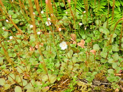 Epilobium brunnescens