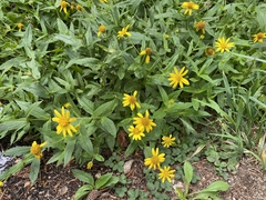 Arnica lanceolata