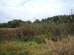 Phragmites australis altissimus