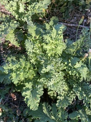 Jacobaea