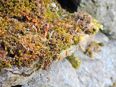 Ptychostomum capillare