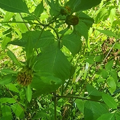 Bidens vulgata