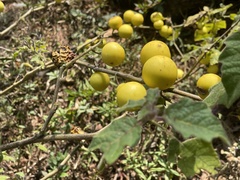 Solanum viarum