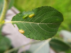 Euura bridgmanii
