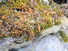 Ptychostomum capillare