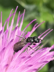 Ceratina cyanea