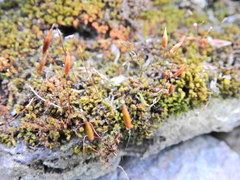 Ptychostomum capillare