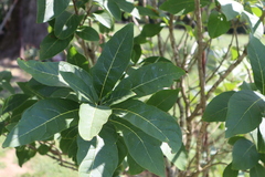 Chionanthus virginicus